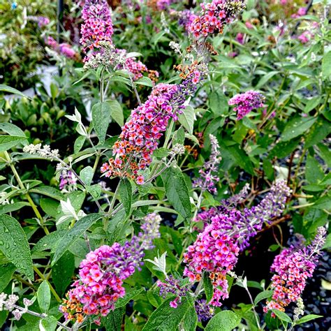 buddleia bicolor butterfly bush